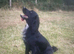 Family cocker spaniel looking for a new home