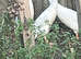 Crested runner duck eggs fertile 6