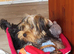 Yorkshire Terrier puppies available from Licensed Breeder.