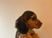 Cocker spaniel pups
