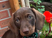 Stunning litter of Dachshunds