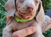 Miniature dachshunds health clear