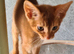 Last abyssinian lad