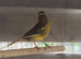 Canaries