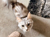 Maine coon cross ragdoll