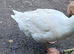 Male Embden goose