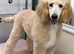 Standard Poodle Stud