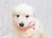 EXCEPTIONAL WHITE GERMAN SHEPHERD PUPPIES FOR SALE