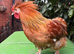 Pilkie Cockerel looking for new pastures
