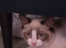 Ragdoll boy