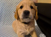 Golden retriever puppy's