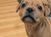 Red Staffordshire bull boy ready now