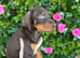 Kennel club registered Dobermans