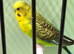 Black face & Black wing budgies available