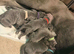 Beautiful Cane Corsos for sale.