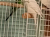 Albino hen