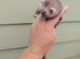 Micro angora polecat jill. (6months old)