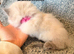 1 Girl Left - Purebred Blue Point & Blue Mitted Kittens