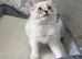 Beautiful Ragdoll kittens