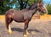3yr old Irish cob gelding