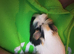 Guinea pigs