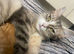 Cats looking for loving new home