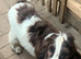 Show cocker for rehome