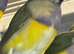 Gouildan finches 2 males 5 months old