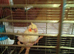 Lutino tame cockatiel