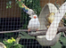 Beautiful Zebra finches for sale this year hatchlings