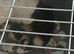 English springer spaniels
