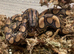 Brazilian Rainbow Boa at Birmingham Reptiles