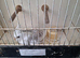 Cockatiel for sale