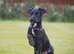 5 star licensed registered breeder, Jack Russell, parsons Russell, patterdale