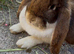 1 Pure French Lop Doe Left