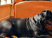 Very sweet multi champ pedigree Rottweiler female