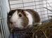 Needing to rehome YOUR guinea pigs?