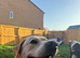 Gorgeous 13 month old trained Labrador