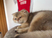 1 Year old Scotish fold for Rehoming