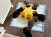 4 beautiful short haired kittens for sale