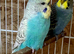 Budgies for new home