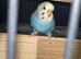 2 Baby Budgies Ready in 2 weeks time