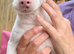 Jack russle male 3 months