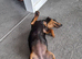 Mini dachshund