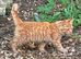 Kitten looking for forever home