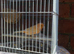 2 red Factor hens