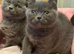 British Pedigree Blues 3 Males also White l male