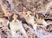 Rainbow British shorthair litter of 5