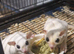 Leucistic TAMED Sugar Glider Baby / Joey