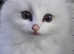 Ragdoll kitten READY NOW